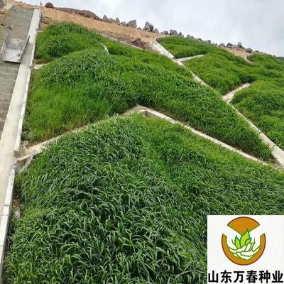 木豆草籽價(jià)格 木豆草籽批發(fā) 木豆草籽 山東萬春種業(yè) 廠家批發(fā)價(jià)格